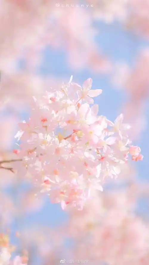 春日樱花粉这样调好看极了