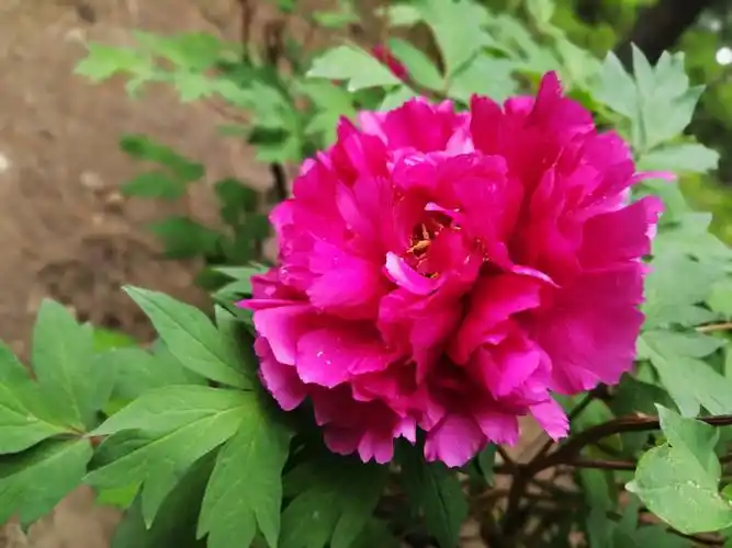 北陵公园芳秀园观赏牡丹花.