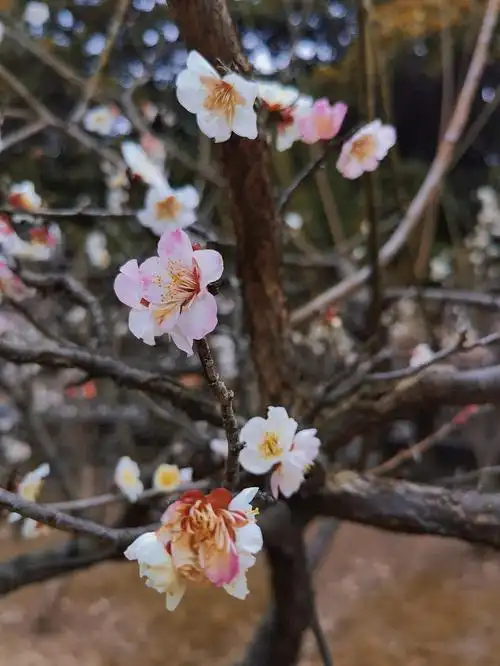 人们认为,梅花的品格与气节几乎写意了中国人的精神面貌.