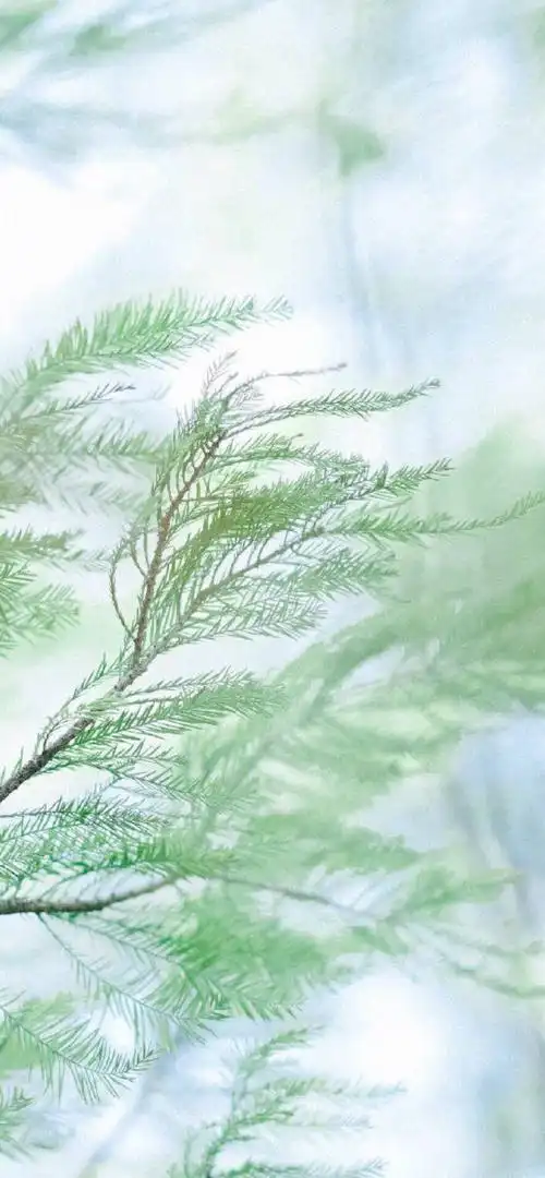 iphonex/xs/max 植物花卉 背景 主屏壁纸