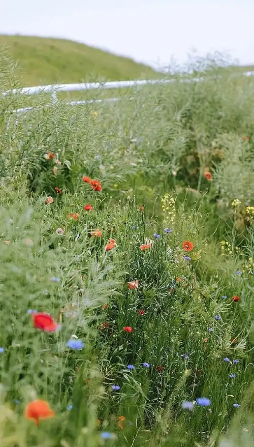 绿色 | 治愈系 | 春天#聊天背景图##手机壁纸