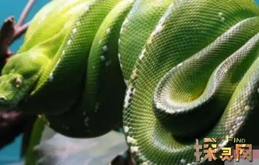 美兰湖是位于国际大都市上海,这里有一则关于青蛇的故事.