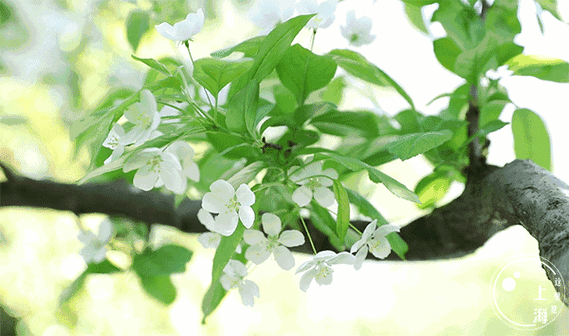 乍洗褪胭脂白海棠淡雅的身姿雪白清纯仿佛整座公园的春光都被她给占