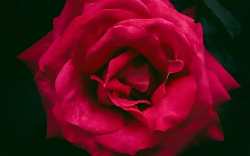 超清绝美红玫瑰图片电脑壁纸,植物壁纸,唯美,花卉,植物,高清,摄影