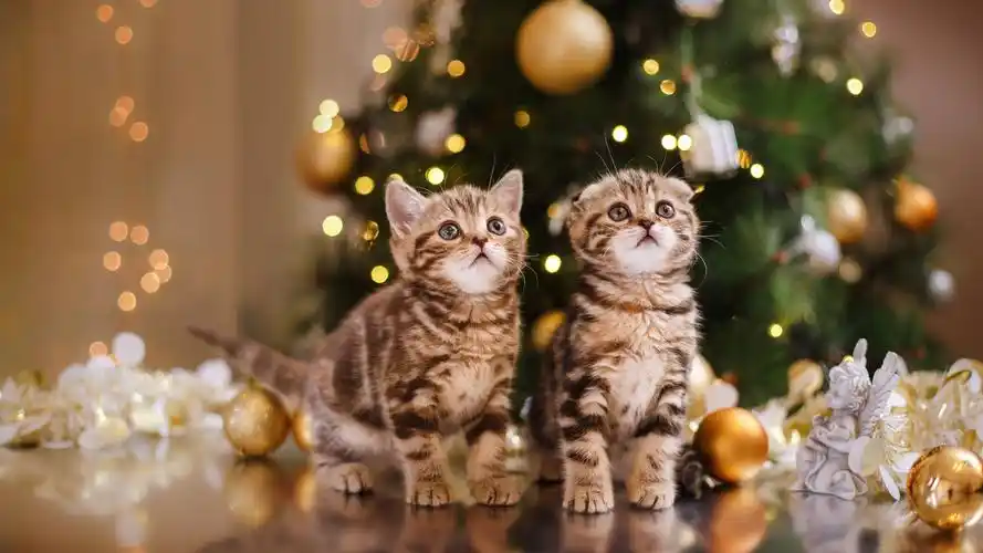 94m上传时间:2022-05-31壁纸标签:可爱猫圣诞节简约时尚4k壁纸封面图