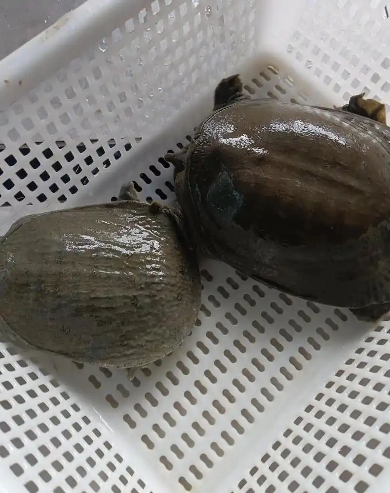 小区门口有一位大爷在售卖野生甲鱼,要价500一斤,有人围观询问大爷这