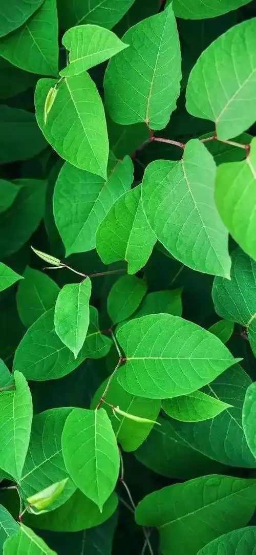 绿色壁纸超清全面屏(绿色护眼壁纸)(61)