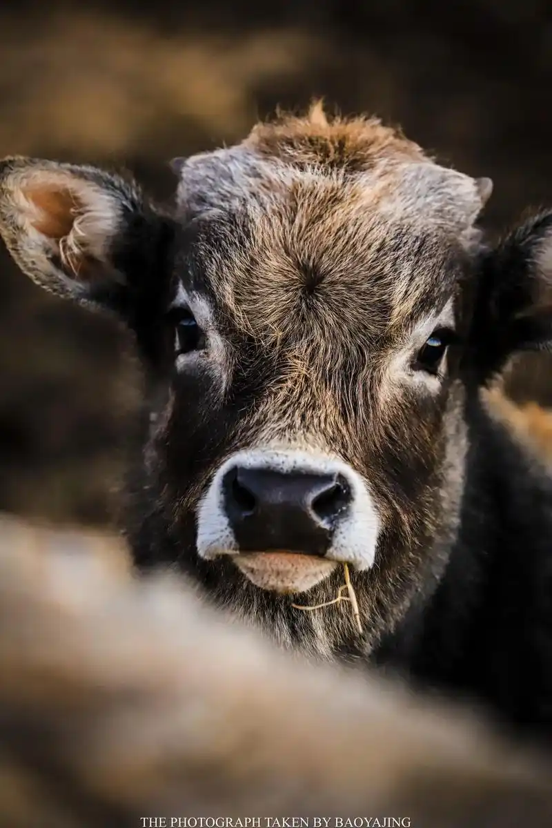 傍晚时分,在农场吃着草料的牛群#动物世界 #摄影 #农村生活 - 抖音