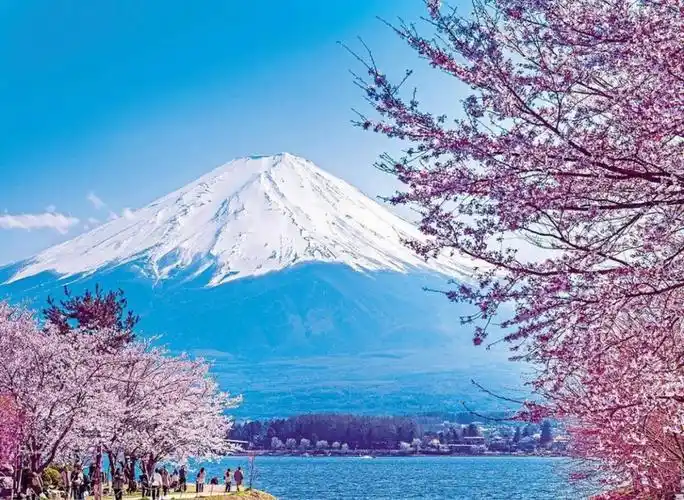 富士山的樱花