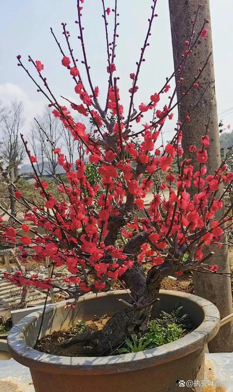 比红梅还要红的朱砂梅 红须朱砂梅