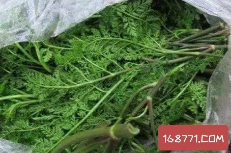 水毒芹主要破坏什么,和水芹的区别在于根茎上有无茸毛