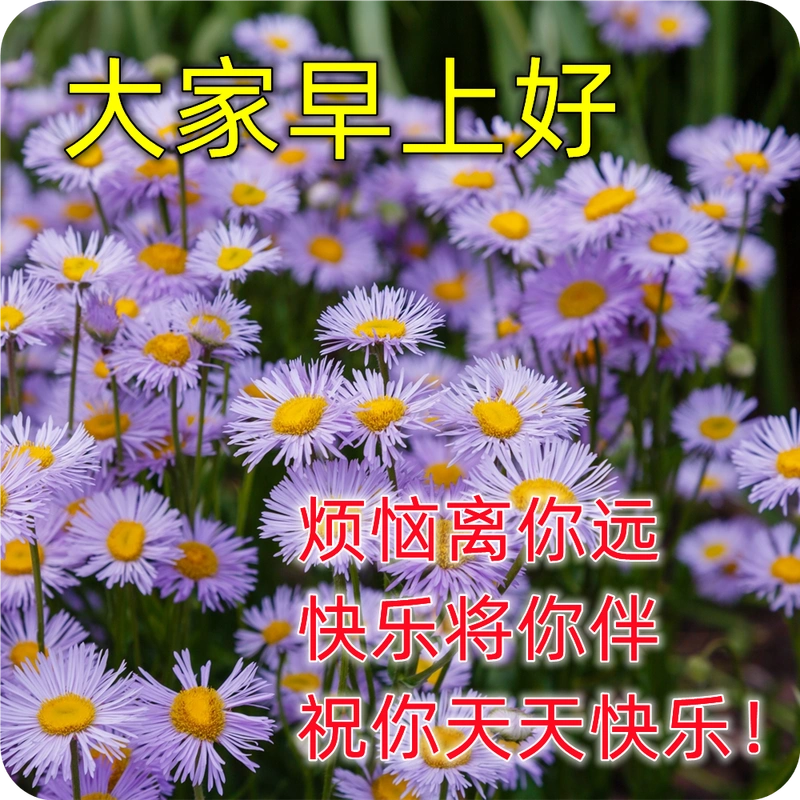 最漂亮的早上好问候图片,最新最美早安问候语