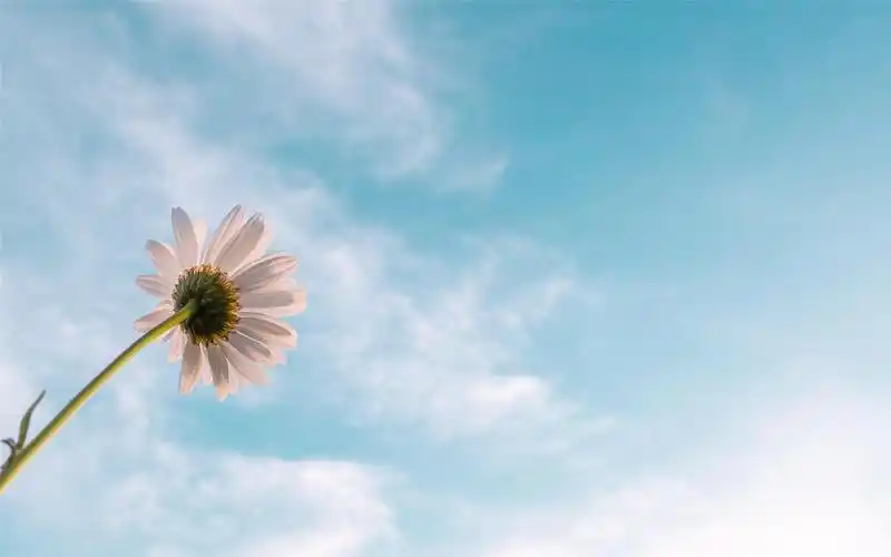 淡雅小雏菊小清新高清桌面壁纸