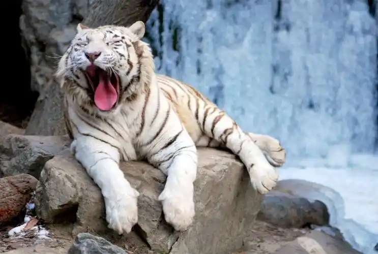 霸气老虎锁屏壁纸_称霸森林的动物