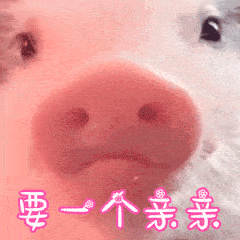 动图宇宙 抖音10万 点赞猪年壁纸|表情包,外面有猪的别点!