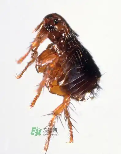跳蚤会寄生在人身上吗跳蚤会在人身上存活吗