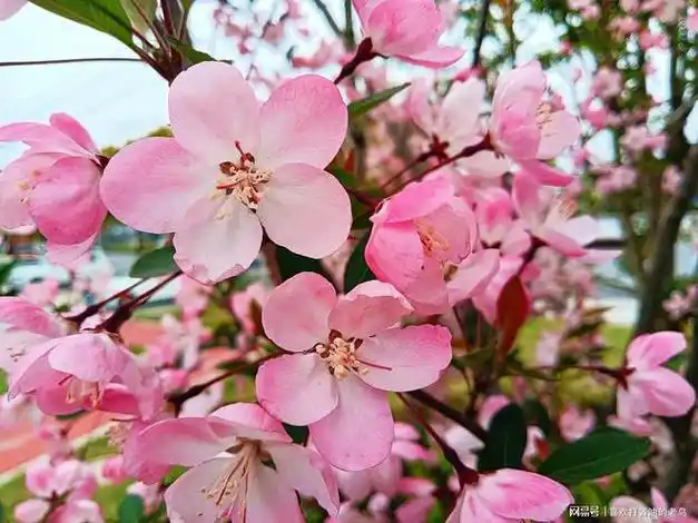 垂丝海棠,妩媚动人