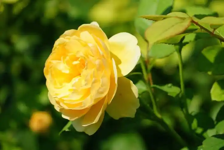 大自然治愈系看山花烂漫