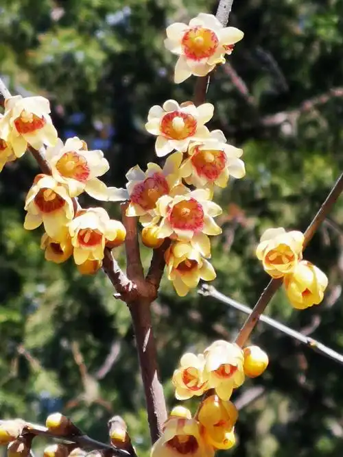 其它 隆冬时节赏蜡梅 写美篇  蜡梅品种不多,分磐口蜡梅和小花蜡梅