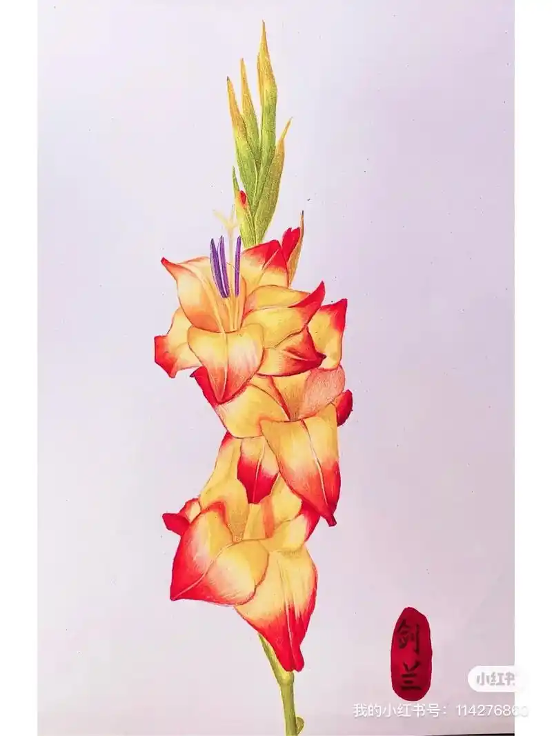 彩铅画基础教程 | 剑兰.#彩铅手绘 #一起学画画 #零基础 - 抖音