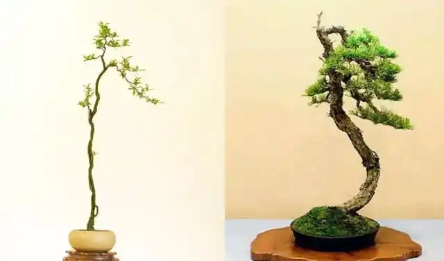 喜欢文人树,就是造型有难度?只是因为心中没图,这里参考好用处