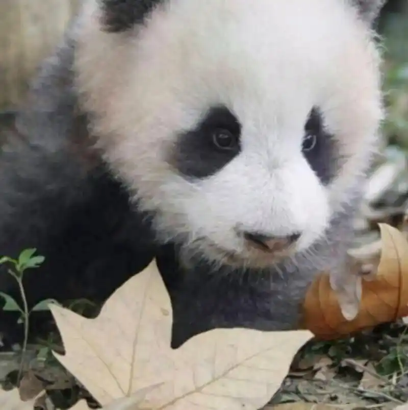 可爱的动物头像.#萌宠头像 - 抖音