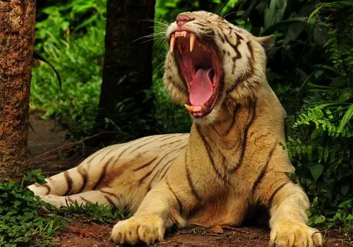 霸气动物老虎电脑壁纸非常聪明的动物