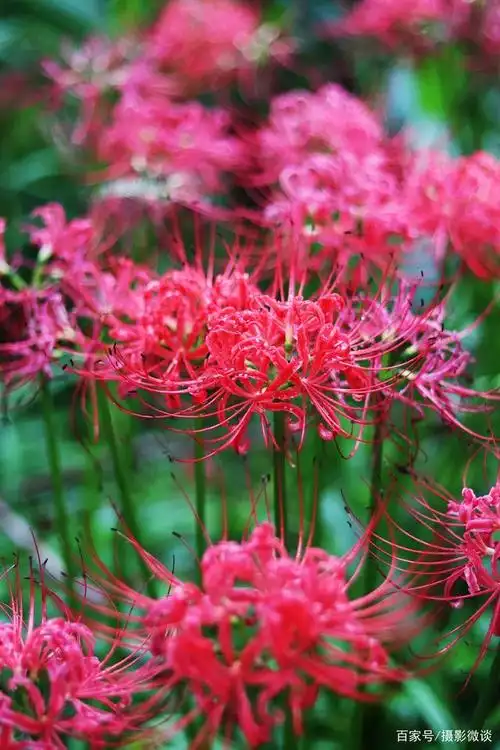 用50mm定焦镜头拍彼岸花