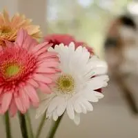 花朵绽放的很美_清香淡雅唯美花朵个性头像,图片,微信头像-qq个性网