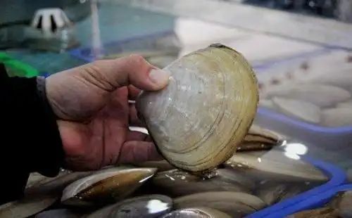 特产长乐漳港海蚌