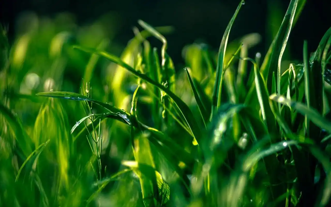 高清护眼绿色草丛图片电脑壁纸高清大图预览1920×1200_风景壁纸下载