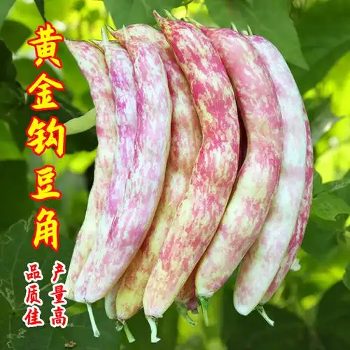黄金勾豆角东北红金钩架豆种子高产油种籽扁豆春季四季豆种蔬菜孑