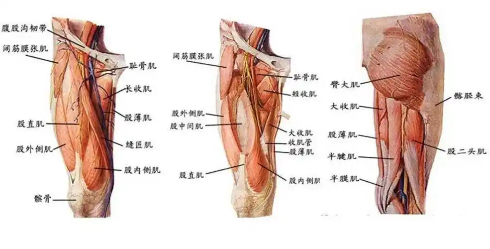 lp知识堂你一定要知道的大腿运动损伤1