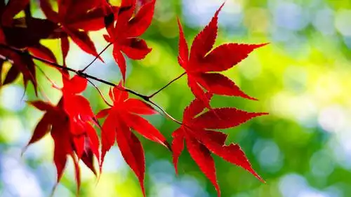 红色唯美枫叶图片桌面壁纸高清大图预览1920x1080_风景壁纸下载_美桌