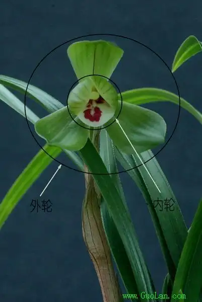 兰花品种鉴别图谱兰花识别神器