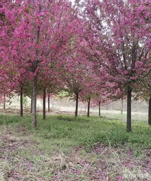 北美海棠价格#北美海棠是一个丰花型观赏落叶小乔木,引种自北美登区