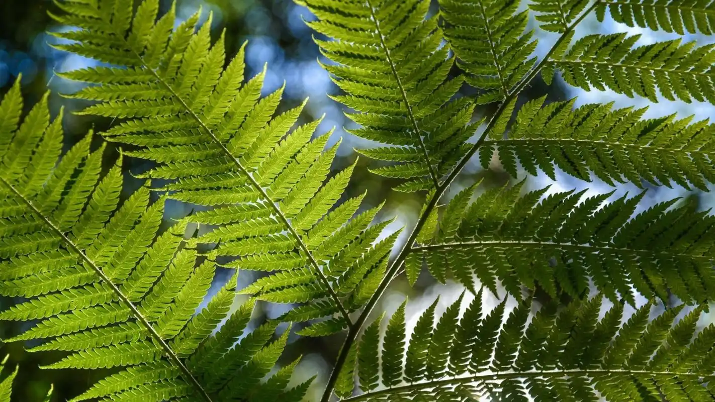 金星蕨唯美高清护眼壁纸
