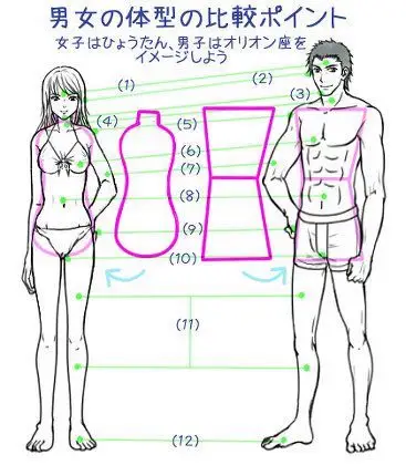 男女の体型の比较ポイント