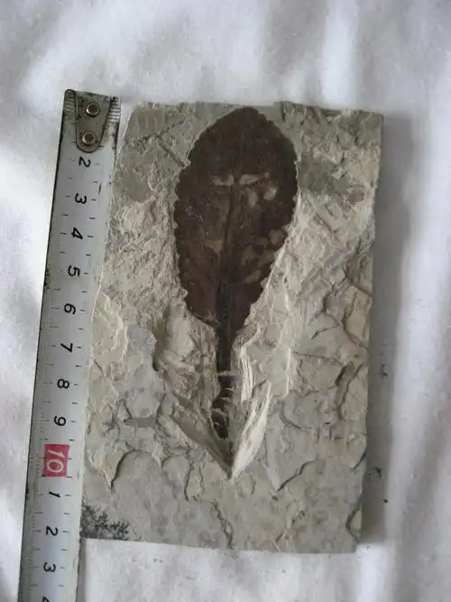 植物 /a>特有的羽片状叶,中文往往翻译为"羊齿植物"或"真蕨类植物"