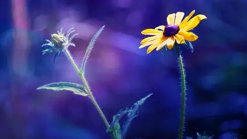 清新唯美自然花卉,高清图片,电脑桌面-壁纸族