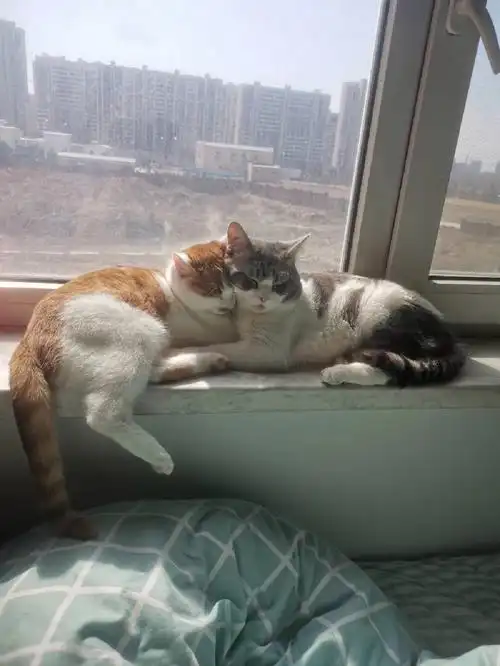 三只猫,两公一母另一只孤独的趴在椅子上01#猫咪  #猫咪的爱情故事