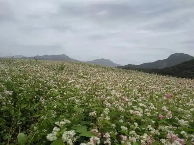 眼下正是蓝田荞麦花开的季节,蓝田县九间房镇荞麦示范种植基地大片