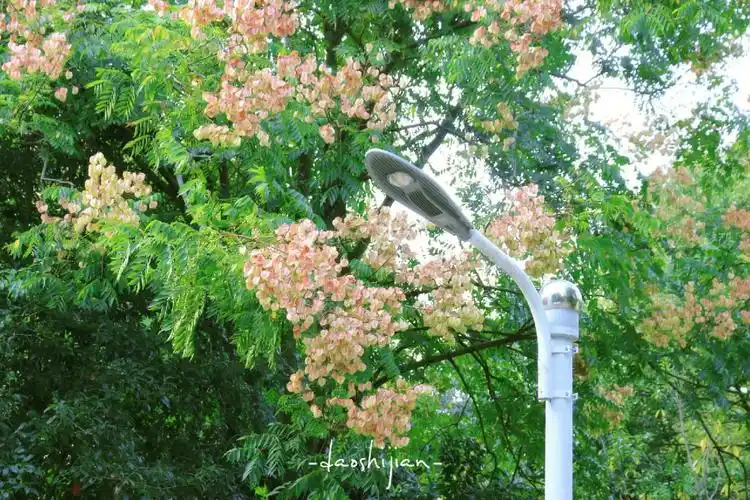 栾树绘就的初秋水墨图