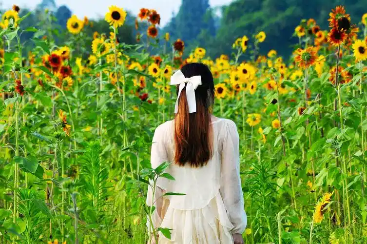 葵花深丛看美女