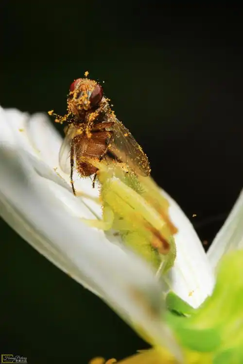 猎拍这张照片的时候,被林间的蠓蚋之类小虫在两只手臂上咬了近百个包