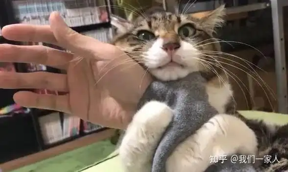 抱猫姿势讲究多并不是随便就能抱的