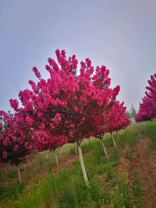 古滦河生态公园内盛开的北美海棠花