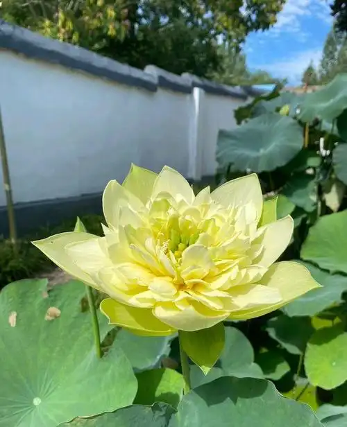 莲花盛开,姹紫嫣红,芳香四溢