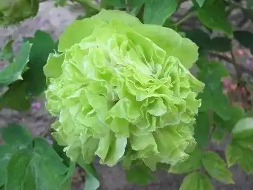 绿牡丹花图片大全(绿牡丹花的花语是什么)