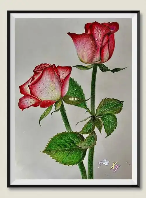 临摹彩铅画玫瑰花